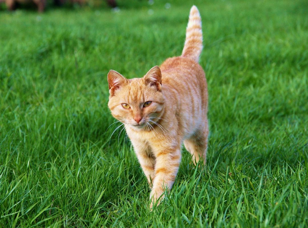 Cats love chicken hearts