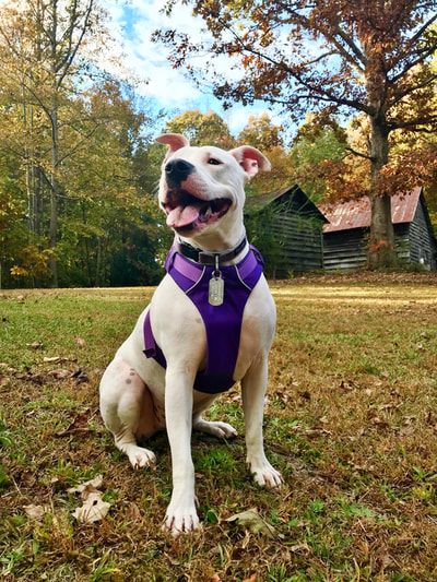 Wynne the Pitty, My Miracle Pup and her journey of healing...