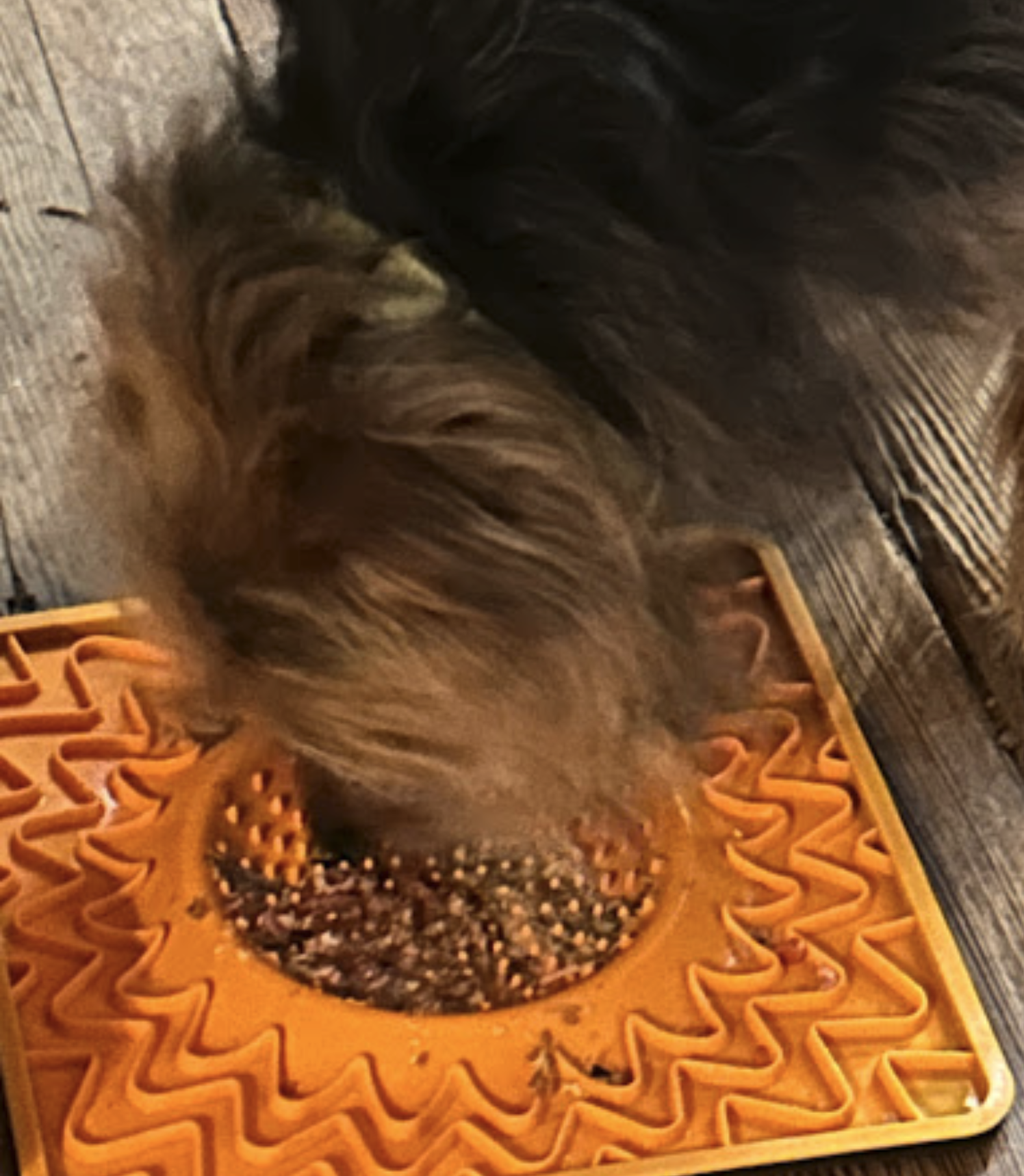 My Yorkie fell in love with Rebel Raw food