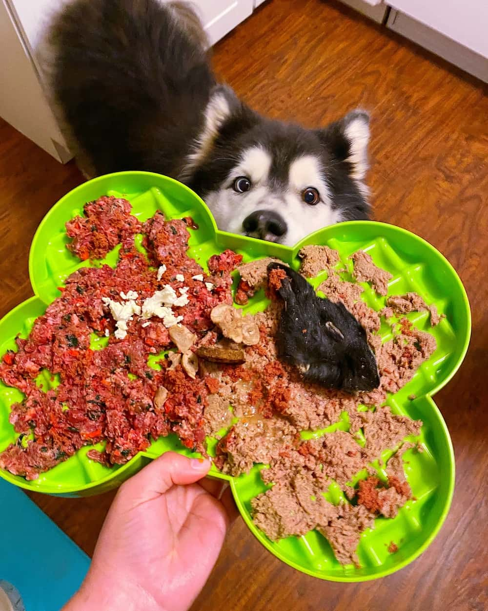 Freshly Cooked vs. Raw Food Diet for Dogs: Which is Best?