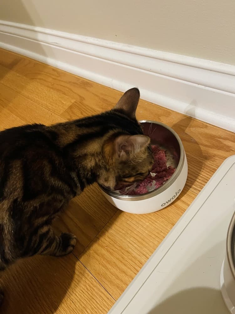 Eating Real: How Cats and Dogs Should Dine